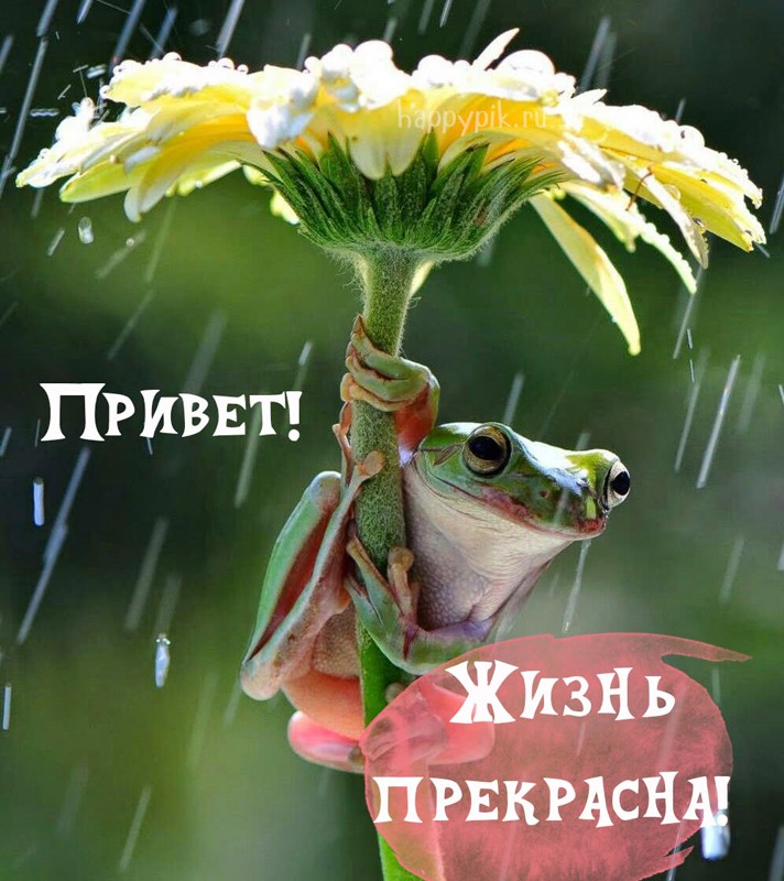 Привет Доброго Дня Красивые Картинки
