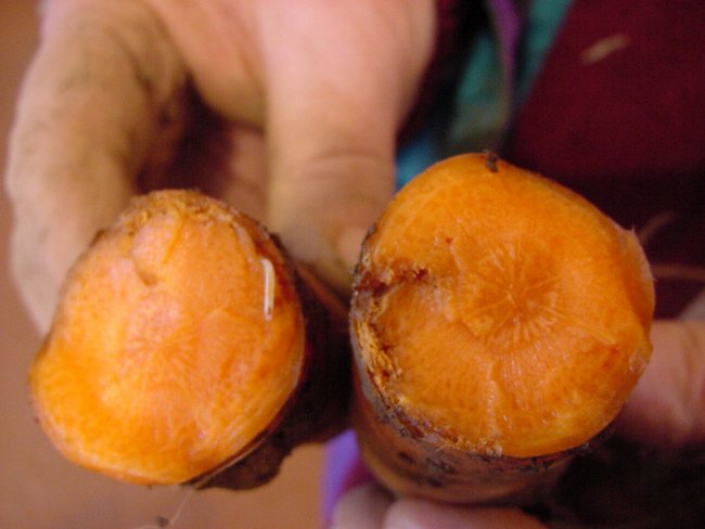ТОП-40 лучших сорта моркови 2023 с фото и описанием