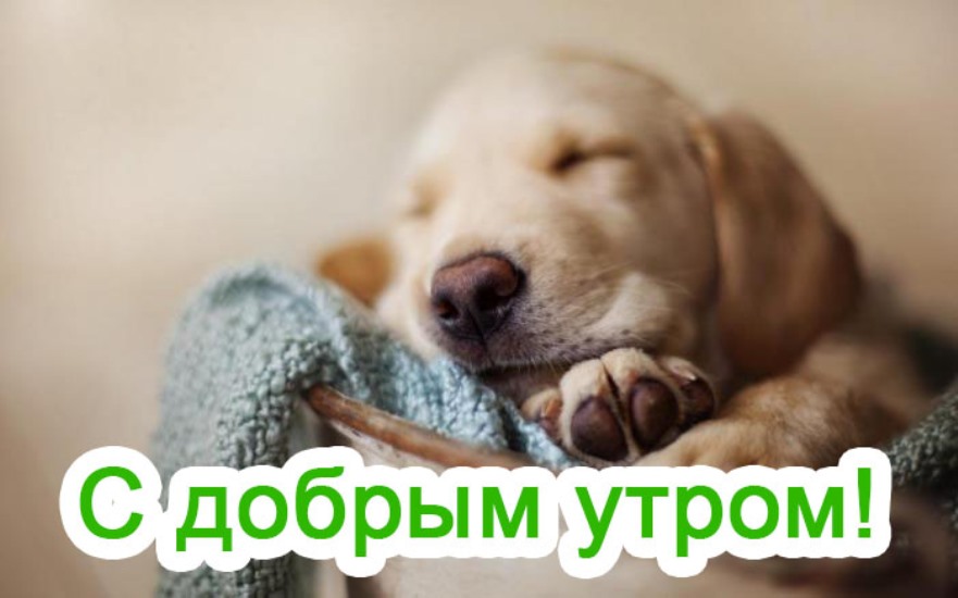 Смешные Фото С Животными С Добрым Утром