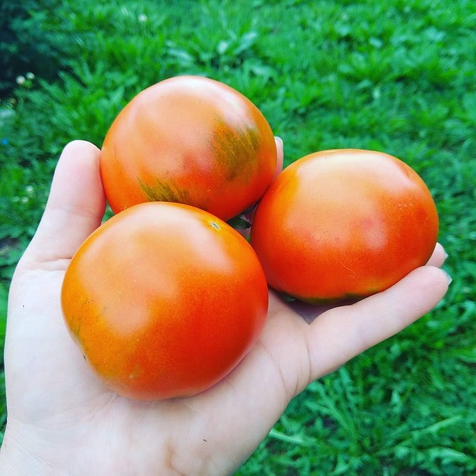 ТОП-65 лучших сорта томатов на 2023 год с фото и описанием