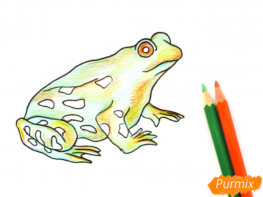 Рисуем лягушку цветными карандашами - шаг 7