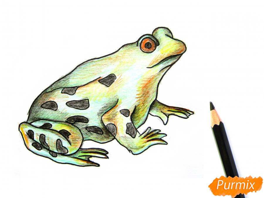 Рисуем лягушку цветными карандашами - шаг 8