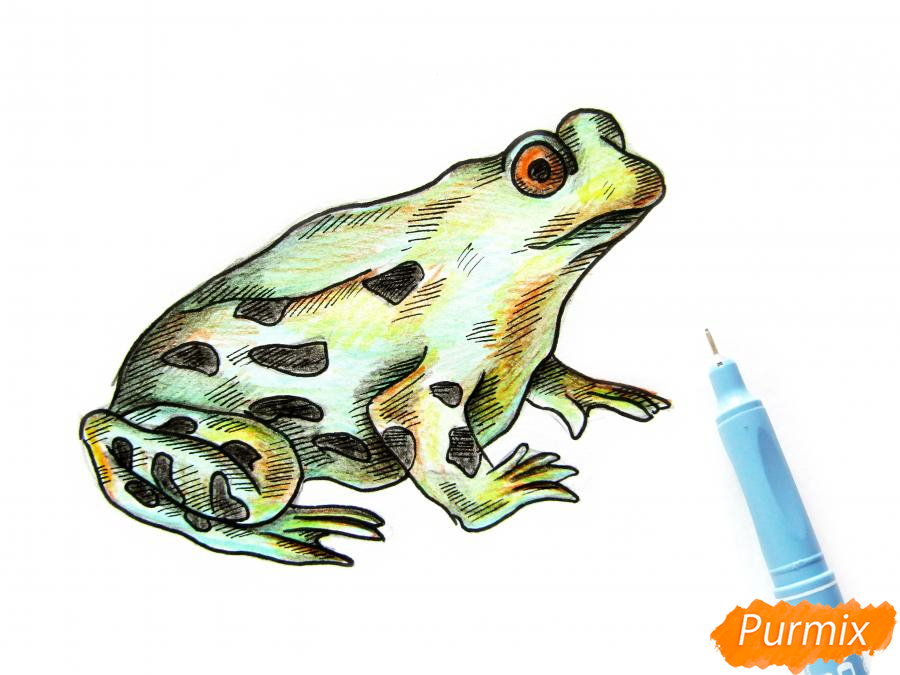 Рисуем лягушку цветными карандашами - шаг 9