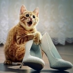 Рыжая кошка в восторге от новой обуви хозяйки