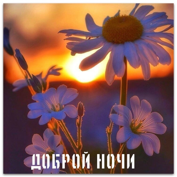 Открытки спокойной ночи Картинки на ночь