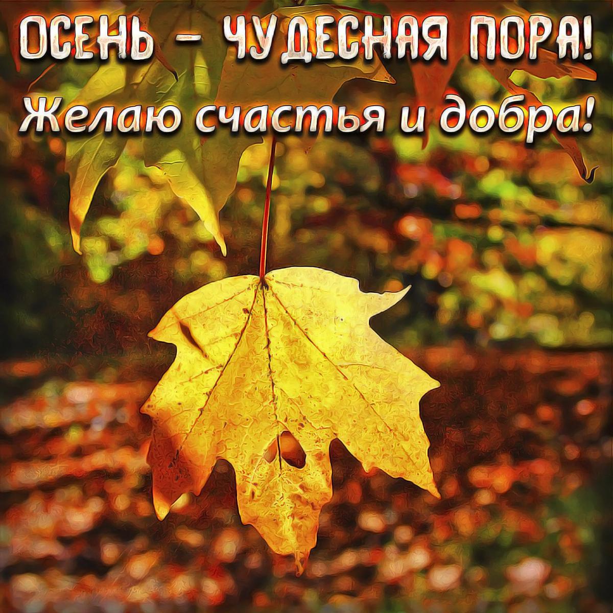 Первый день осени / фото bipbap.ru