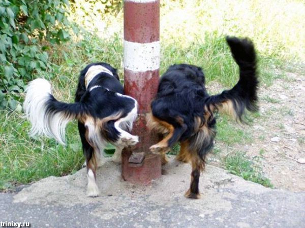 Смешные собаки (53 фото)