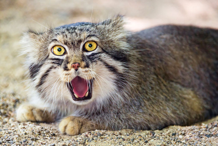 Интересные фотографии диких котов – манулов (25 фото)