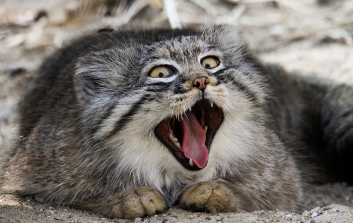 Интересные фотографии диких котов – манулов (25 фото)