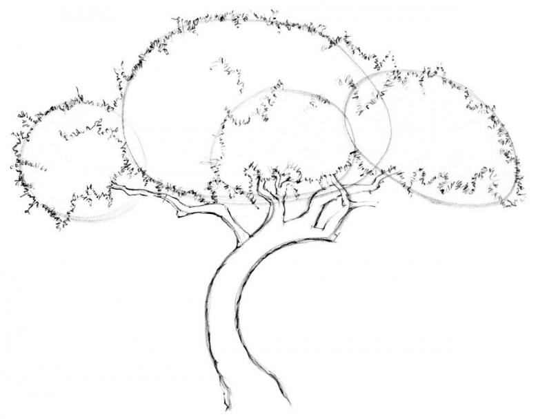 Как нарисовать дерево карандашом: поэтапно для начинающих