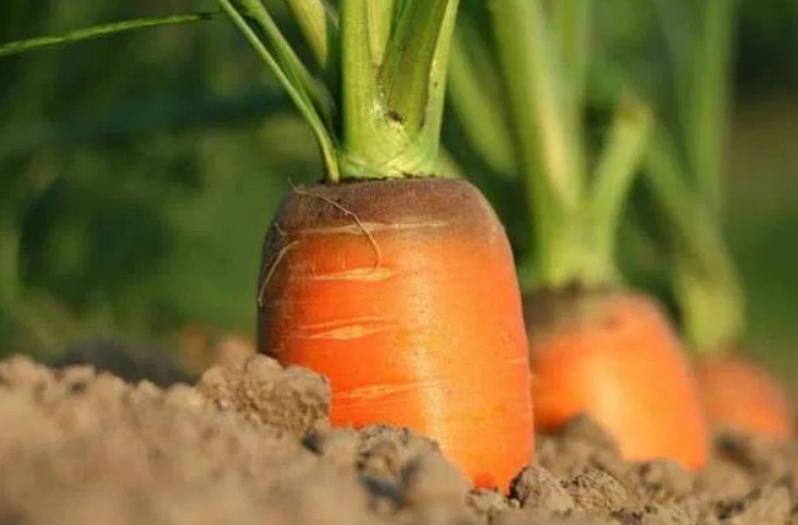 Растет морковка