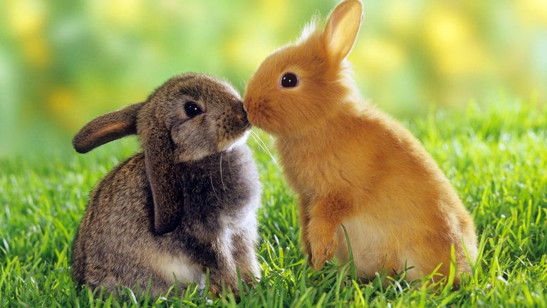 150+ красивых картинок с зайцами (+ фото зайцев)