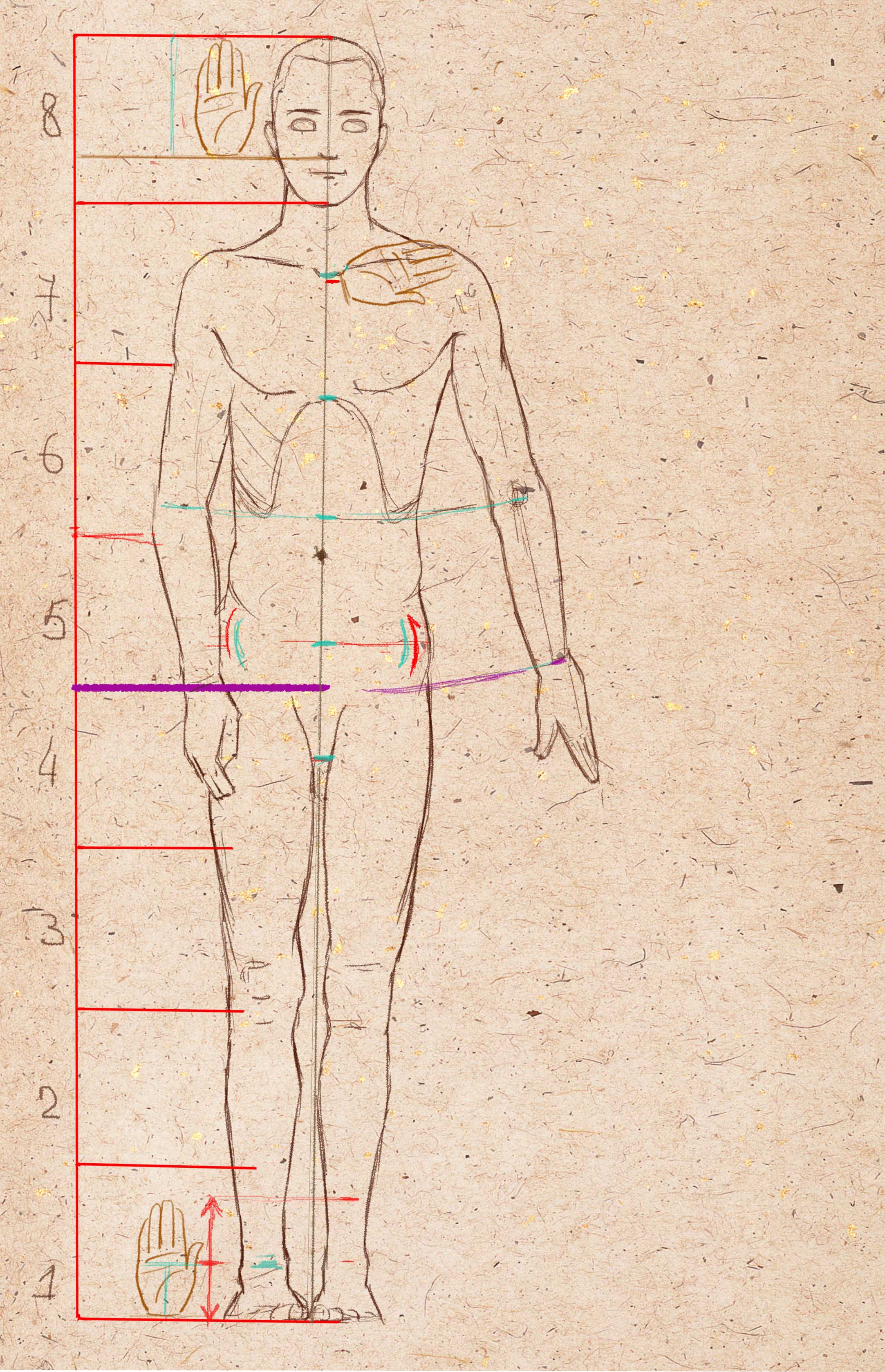 пропорции тела человека в ладонях