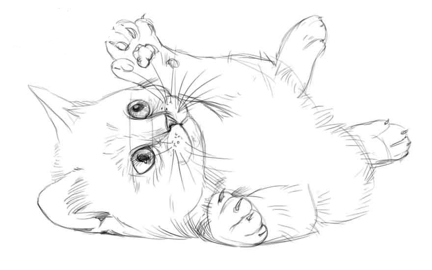 Как нарисовать кошку карандашом: поэтапно для начинающих