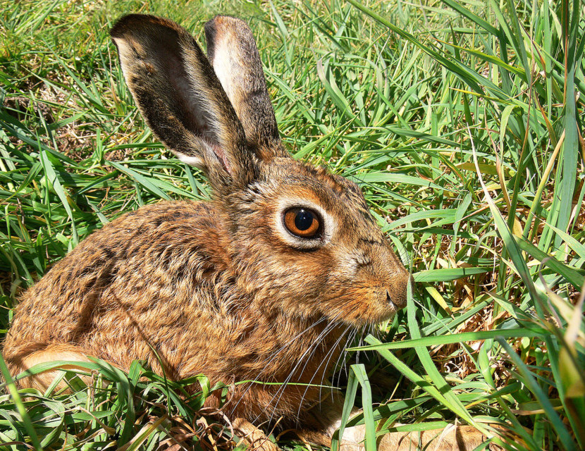 150+ красивых картинок с зайцами (+ фото зайцев)