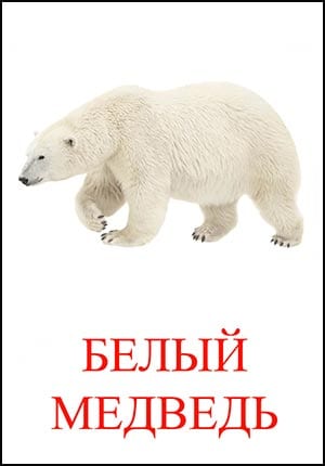 белый медведь картинка для детей