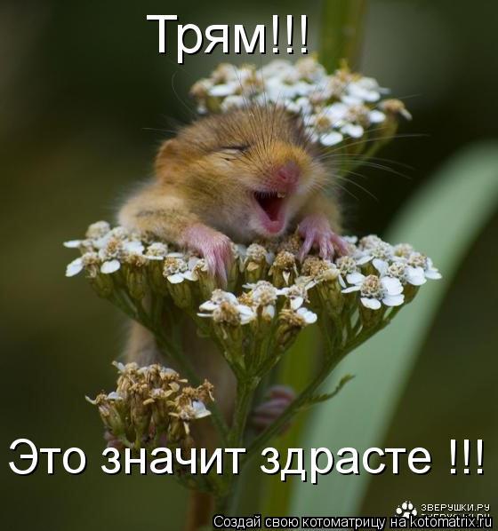Как смешно поздороваться