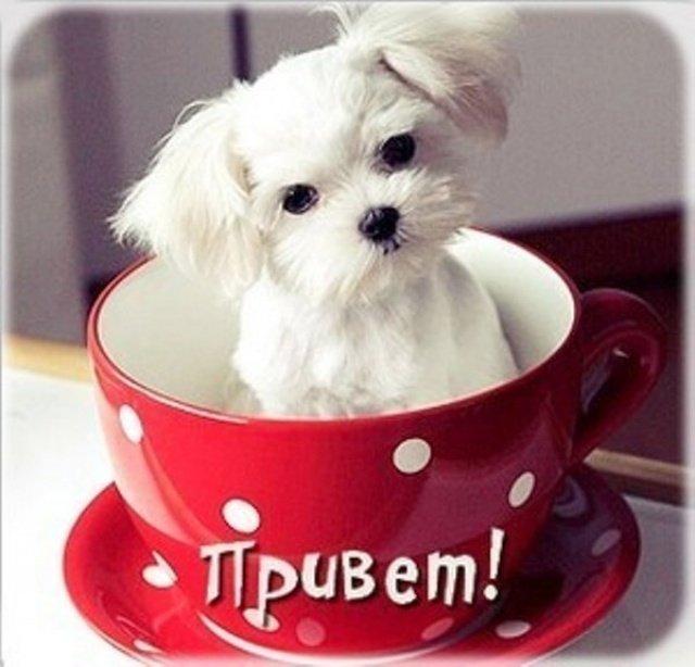 Как смешно поздороваться