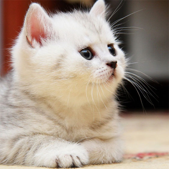Прикольные и красивые картинки на аву кошки и котики - подборка 10