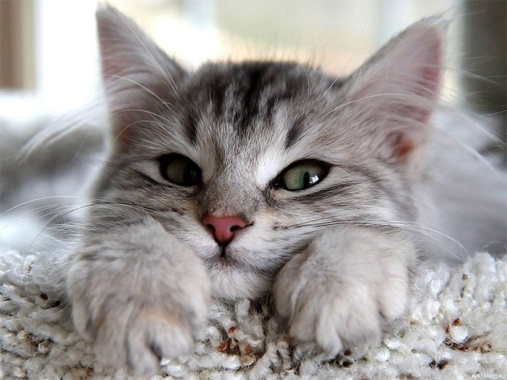 Прикольные и красивые картинки на аву кошки и котики - подборка 24
