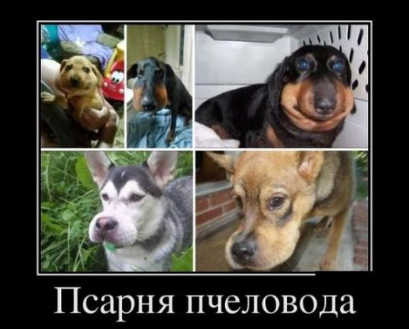 300+ смешных картинок с собаками (+ фото)