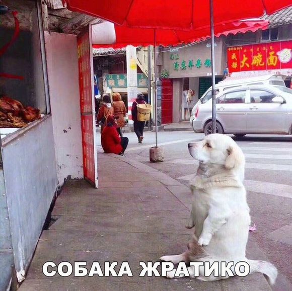 300+ смешных картинок с собаками (+ фото)