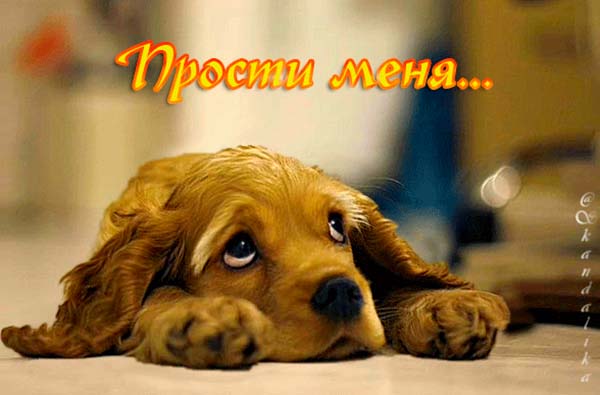 300+ самых красивых картинок "Прости Меня"