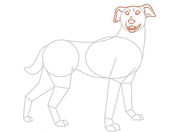 Как нарисовать мультяшную взрослую собаку - К маленькому кругу добавьте детали головы собаки.