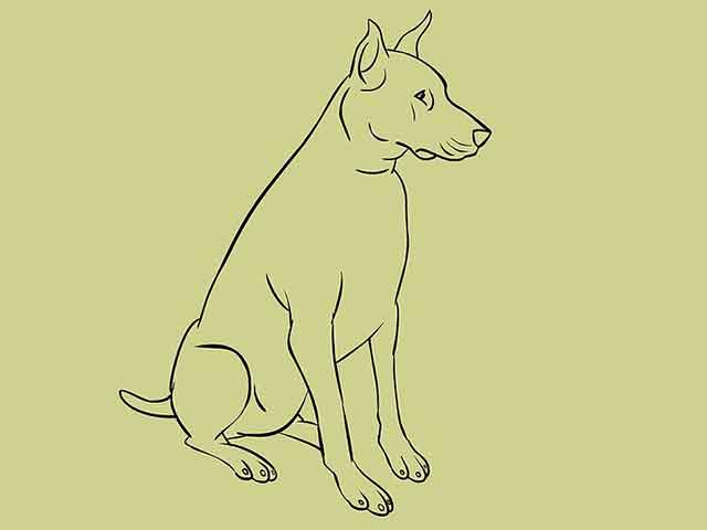Как нарисовать собаку - Сотрите все вспомогательные линии и эскизы