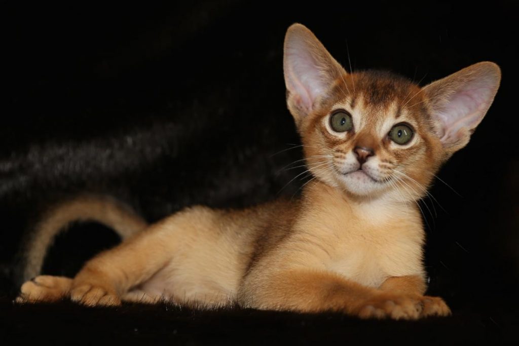 Абиссинская Кошка Фото И Цена Котята
