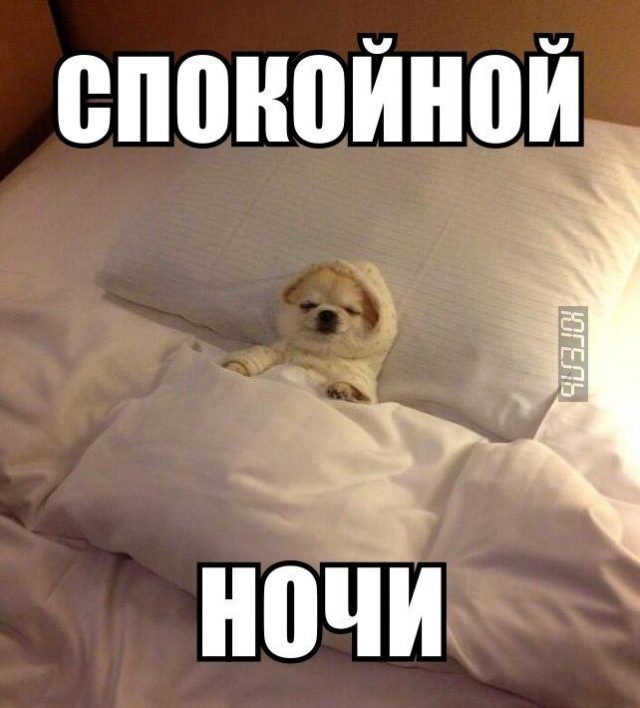 500+ картинок "Спокойной ночи и сладких снов