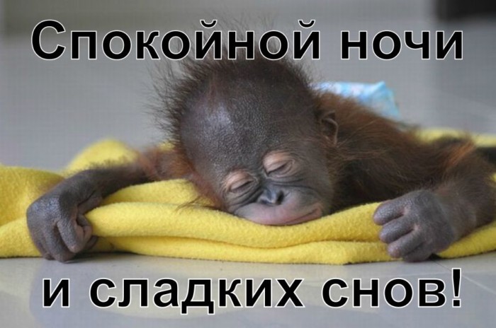 Прикольная картинки Спокойной ночи сладких снов скачать бесплатно