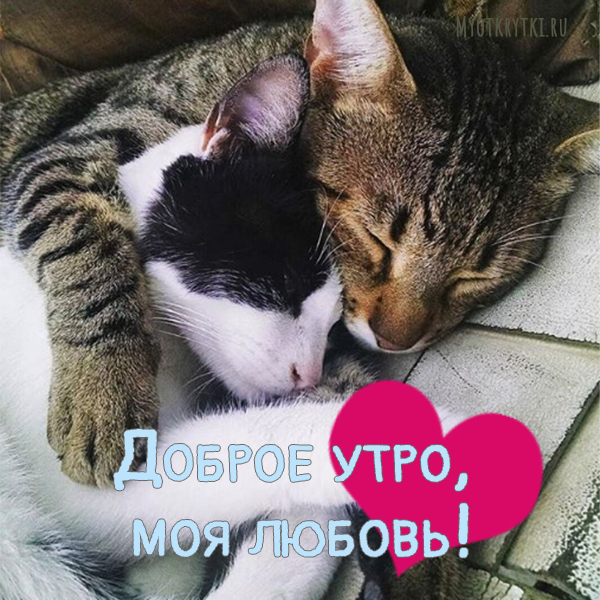 Мой котенок картинки мужчине