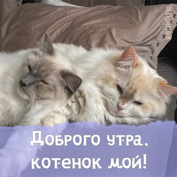 Доброе утро котенок мой картинки