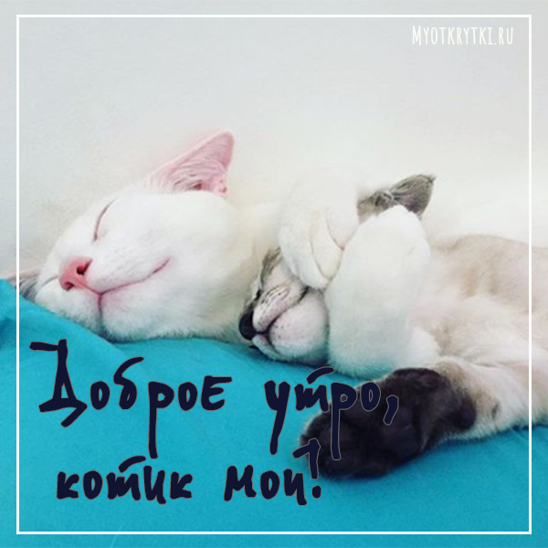 доброе утро котик