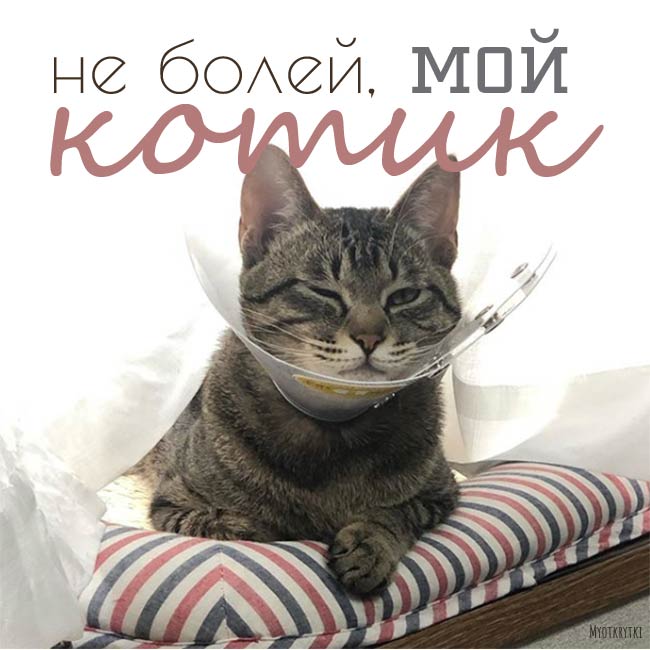 Выздоравливай котик картинки