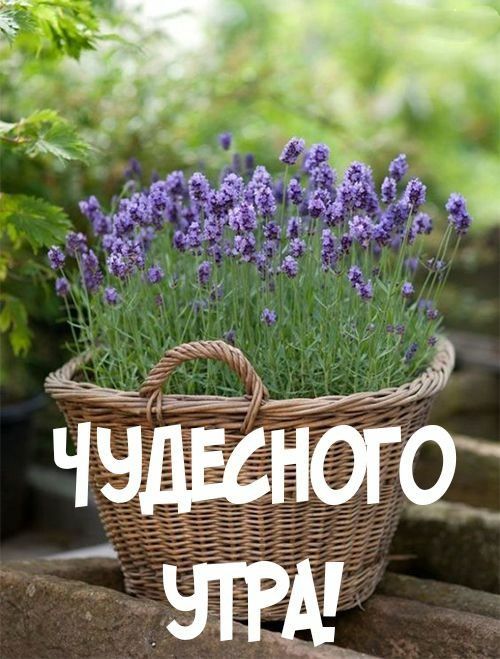 Доброе утро цветы