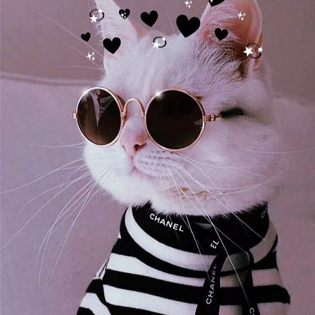 300+ лучших картинок с милыми котиками на аву