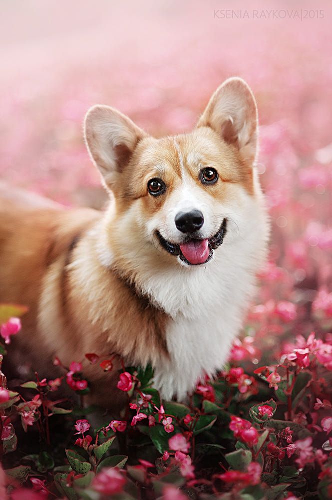 200+ красивых картинок собак (разные породы)