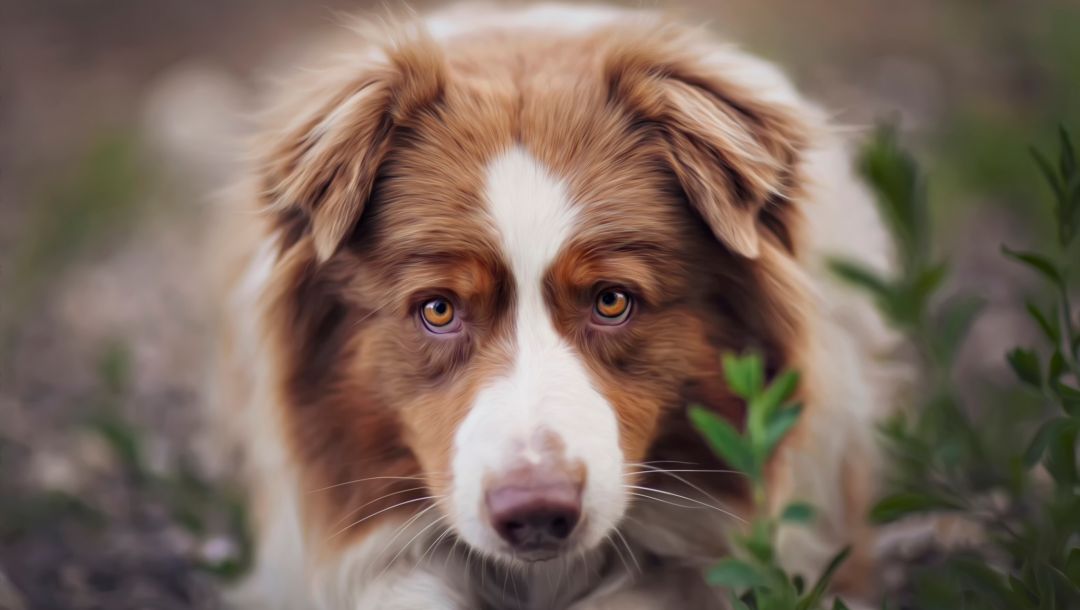 200+ красивых картинок собак (разные породы)