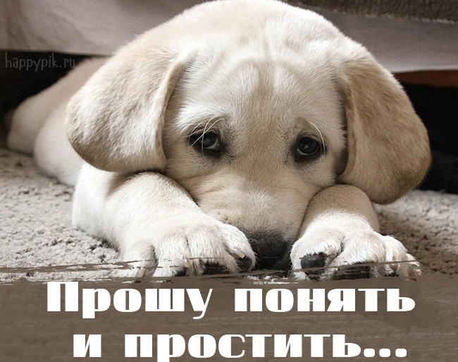 Прости меня! 240 открыток с извинениями