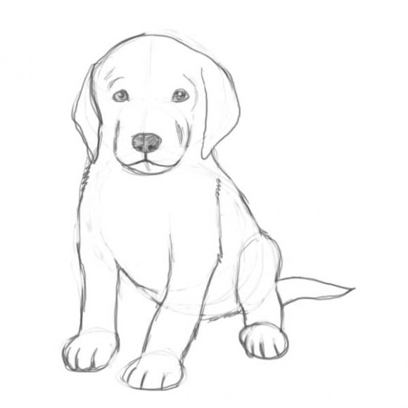190 картинок собак нарисованных карандашом и не только