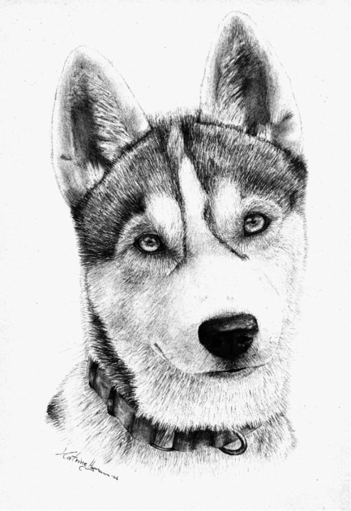 190 картинок собак нарисованных карандашом и не только