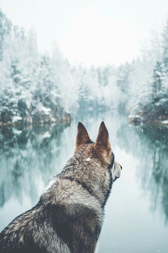 300+ красивых фотографий волка (+ картинки)