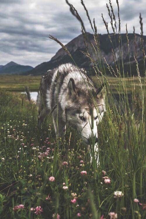 300+ красивых фотографий волка (+ картинки)