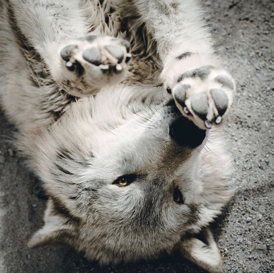 300+ красивых фотографий волка (+ картинки)