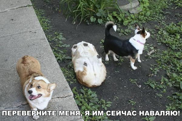 290 смешных картинок с собаками. Фотки с надписями и без