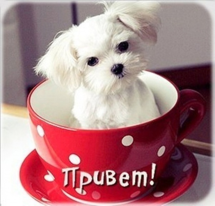 Как смешно поздороваться