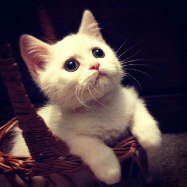 200 картинок с котиками на аву