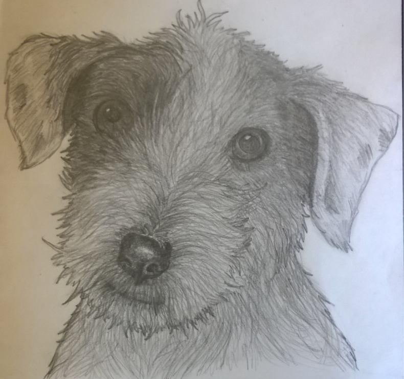 Как нарисовать собаку карандашом: поэтапно для начинающих